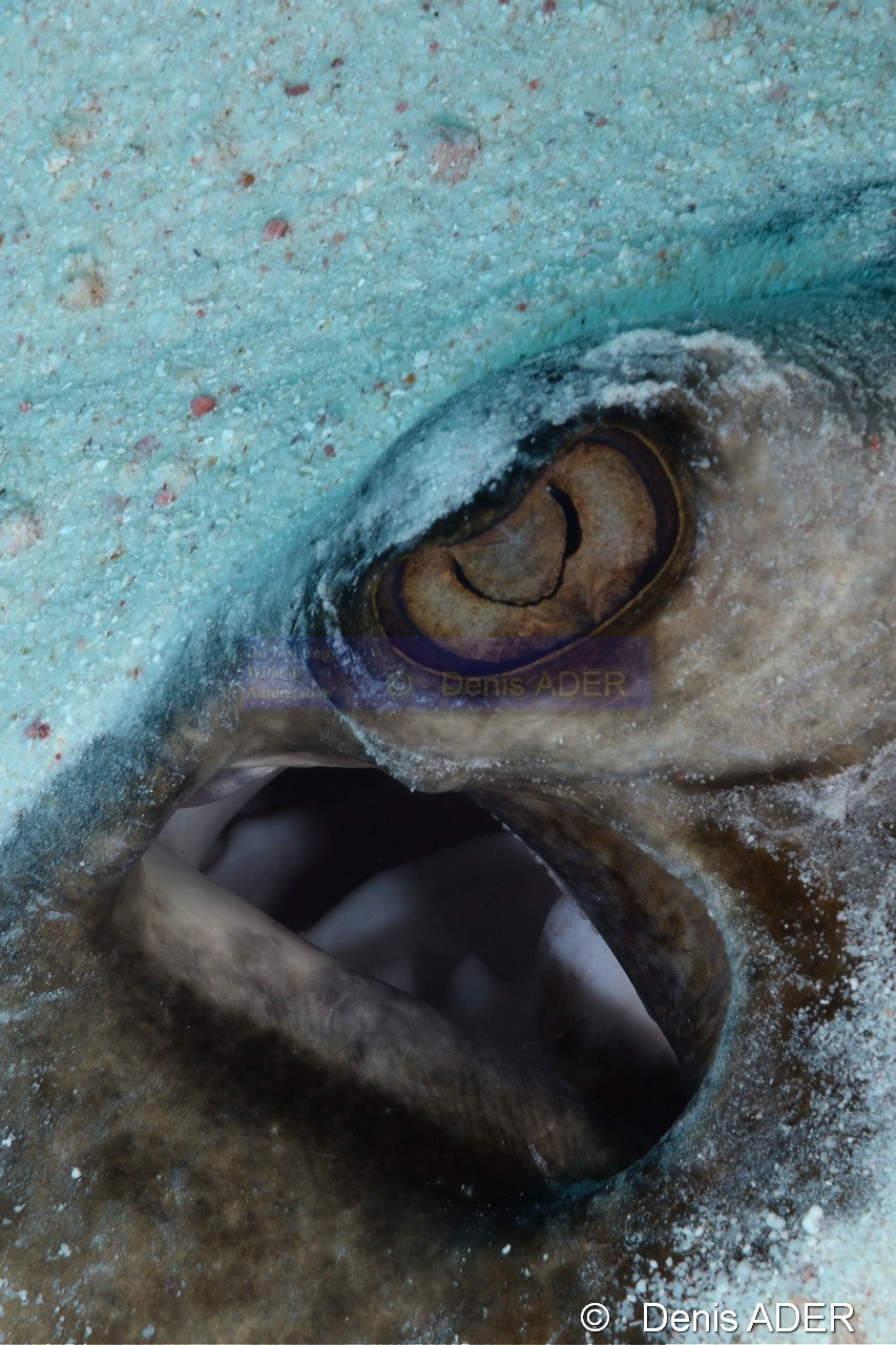 Bathytoshia centroura Pastenague epineuse-Bonaire Tolo-17m-20180222-Denis-ADER-DSC_7542_tn.jpg
